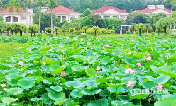 金碧御水山庄 一楼带花园 老人最爱 全明户型 客厅主卧朝南