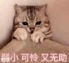 短视频难题克星——中谦营销！